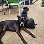 dog, black_dog, animal, pet, outdoor, concrete, patio, chair, green_chair, relaxing, backyard, fence, grass, plant, sunlight, two_dogs, lying_down, alert, ears_up, garden