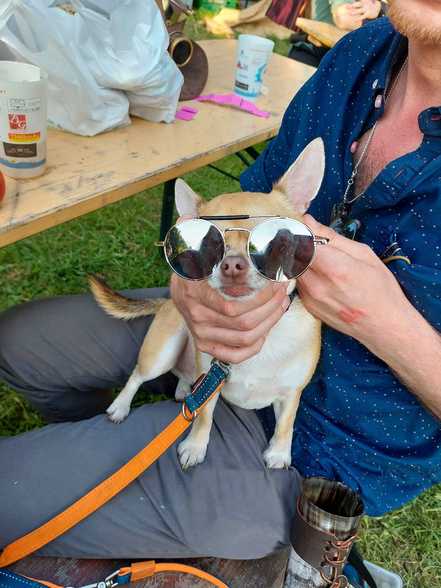 Pepito participe au concours pour gagner de l'argent avec cette photo : canidae, carnivore, chair, collar, companion_dog, dog, dog_breed, eyewear, fashion_accessory, fawn, fun, grass, lap, leisure, recreation, sitting, sporting_group, table, tableware, vacation