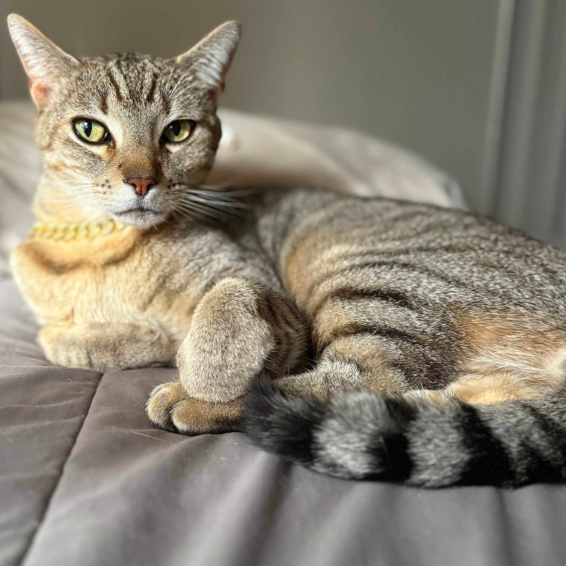 Leo is registered to the contest to win money with this photo: animal, bed, cat, closeup, domestic_cat, ears, eyes, feline, fur, gray, indoor, paw, pet, portrait, quilt, relaxed, resting, striped_tail, tabby, whiskers