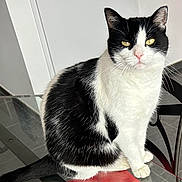 Paillette participe au concours pour gagner de l'argent avec cette photo : cat, black_and_white, sitting, glass_table, indoor, pet, animal, feline, looking_at_camera, whiskers, tail, fur, ears, floor, chair, domestic, calm, curious, close_up, household