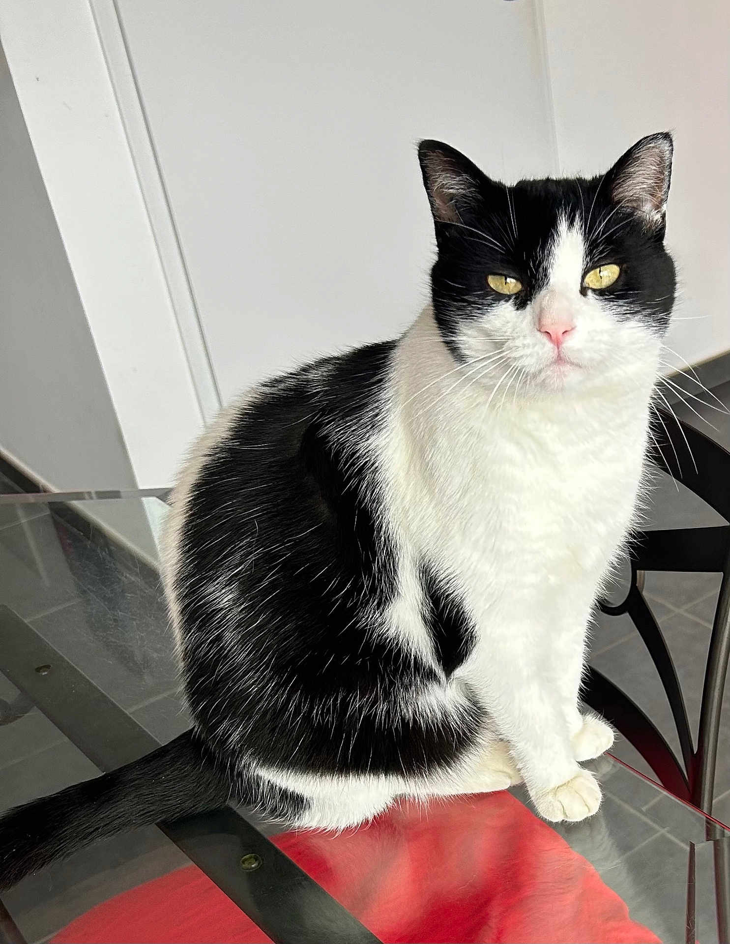 Paillette participe au concours pour gagner de l'argent avec cette photo : cat, black_and_white, sitting, glass_table, indoor, pet, animal, feline, looking_at_camera, whiskers, tail, fur, ears, floor, chair, domestic, calm, curious, close_up, household