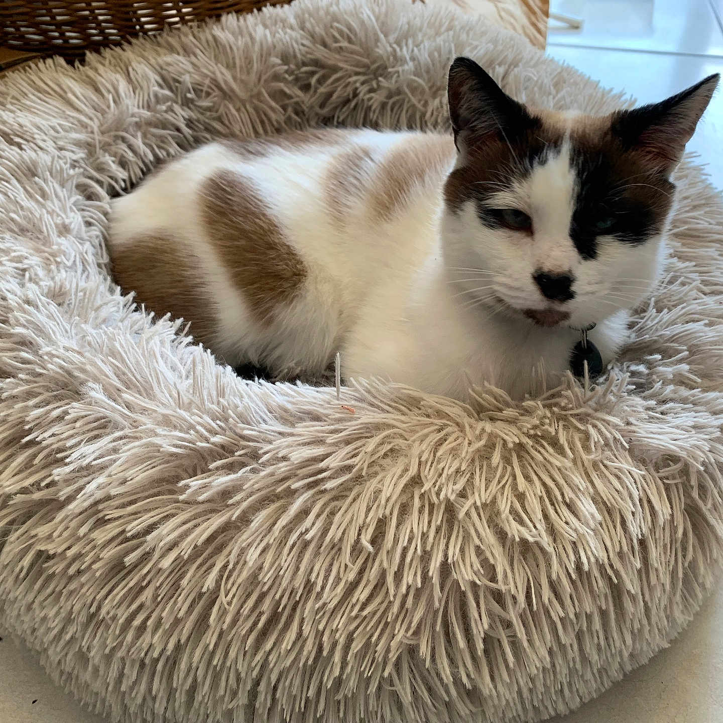 Maya a rejoint le concours — aidez-le/la à gagner de superbes lots ! animal, black, brown, cat, collar, comfort, cozy, cute, feline, floor_tiles, fluffy, fur, home, indoor, pet_bed, relaxed, resting, sleepy, small_animal, white