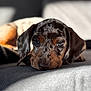 Dottie joined the competition — help win amazing prizes! puppy, dog, dachshund, resting, close_up, speckled_coat, ears, eyes, couch, indoor, soft_light, shallow_depth_of_field, sleepy, pet, animal, cute, domestic, fur, portrait, cozy