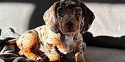 Dottie is registered to the contest to win money with this photo: puppy, dog, dachshund, dapple, pet, animal, cute, cozy, blanket, couch, indoor, sunlight, shadow, ears, fur, portrait, young, sitting, looking, adorable