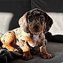 puppy, dog, dachshund, dapple, pet, animal, cute, cozy, blanket, couch, indoor, sunlight, shadow, ears, fur, portrait, young, sitting, looking, adorable