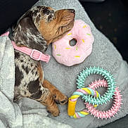 Dottie joined the competition — help win amazing prizes! puppy, dog, sleeping, blanket, toy, plush_toy, doughnut_toy, chew_toy, pink, gray, white, cute, cozy, resting, collar, animal, pet, soft, indoor, relaxing