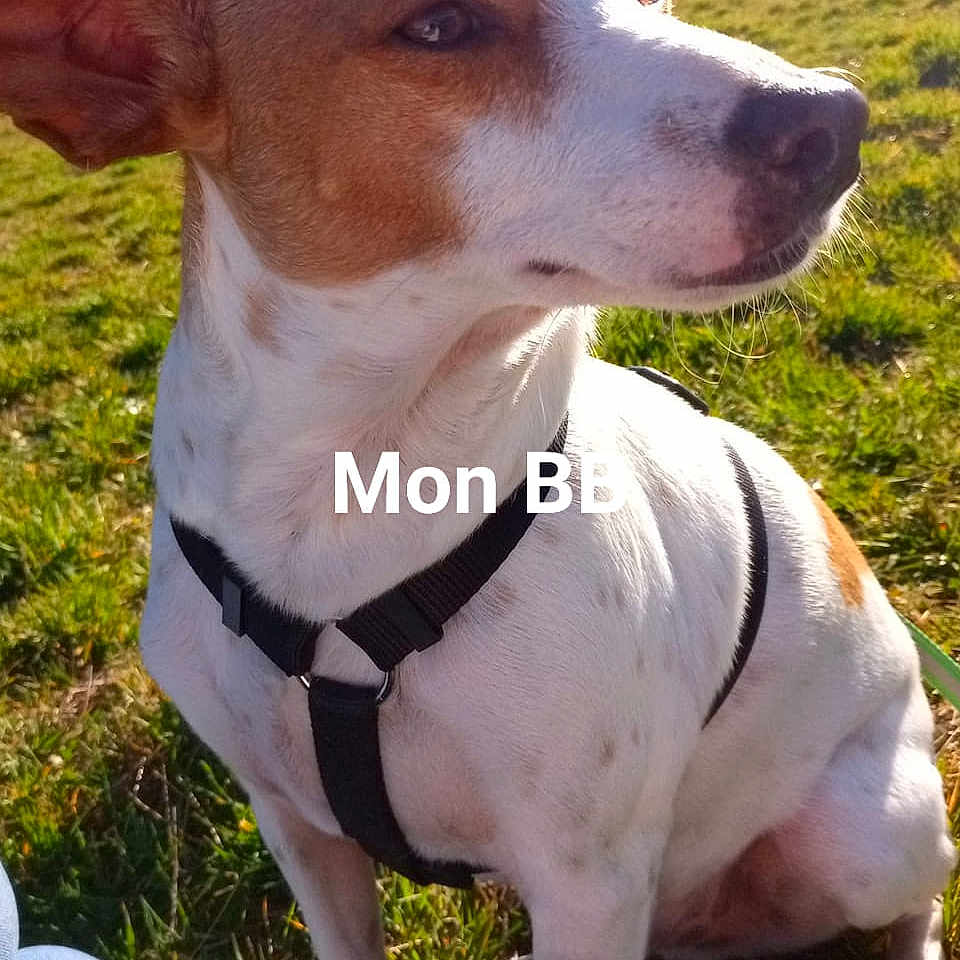 Lilu a rejoint le concours — aidez-le/la à gagner de superbes lots ! accessories, animal, ball, boy, bulldog, canine, chihuahua, child, dog, grass, harness, hound, male, outdoors, person, pet, plant, sport, strap, tennis