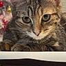 cat, tabby_cat, close_up, pets, animal, feline, whiskers, ears, eyes, resting, indoor, christmas_tree, decorations, blurred_background, fur, cute, curious, household, domestic_animal, portrait