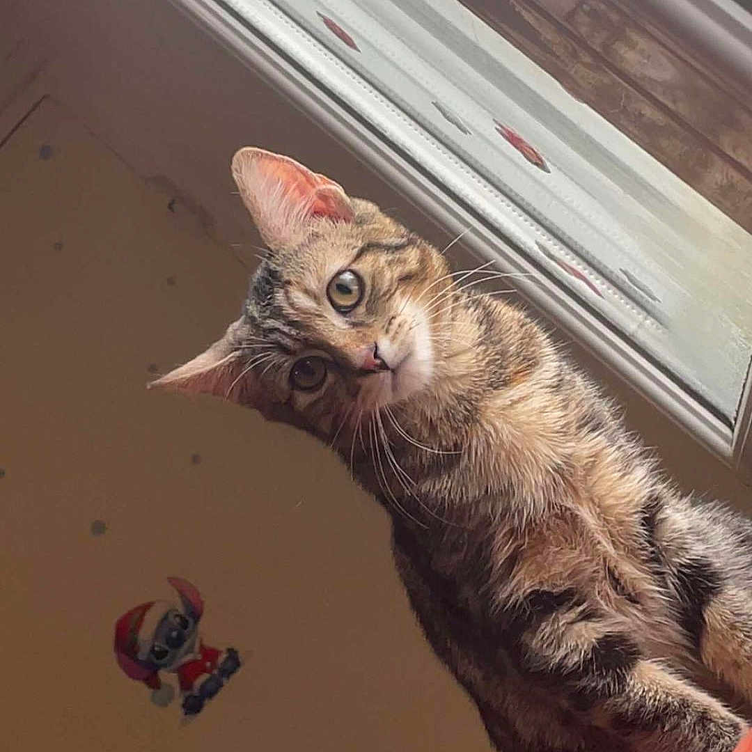 Mia a rejoint le concours — aidez-le/la à gagner de superbes lots ! cat, tabby, curious, indoor, window, sticker, wall_decal, light, pet, animal, feline, whiskers, ears, fur, portrait, looking, cute, domestic_cat, home, young_cat