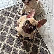 Chase Tucker joined the competition — help win amazing prizes! french_bulldog, puppy, dog, pet, indoor, floor, rug, patterned_rug, tile_floor, cute, animal, canine, two_dogs, looking_up, ears, wrinkles, adorable, young, domestic_animal, companion