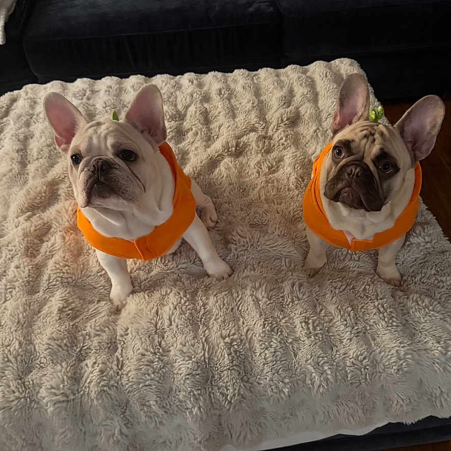 Chase Tucker is registered to the contest to win money with this photo: animal, blanket, companion, couch, cozy, cute, dog, domestic, ears, french_bulldog, fur, home, indoor, looking_up, orange_hoodie, pet, sitting, soft_texture, two_dogs, wooden_floor