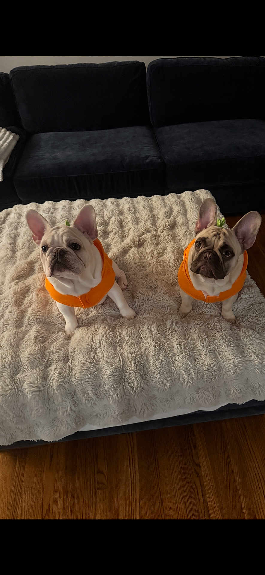 Chase Tucker is registered to the contest to win money with this photo: french_bulldog, dog, orange_hoodie, blanket, couch, indoor, pet, animal, wooden_floor, cute, fur, ears, sitting, looking_up, domestic, companion, two_dogs, soft_texture, cozy, home