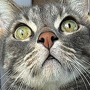 Marius participe au concours pour gagner de l'argent avec cette photo : animal, cat, close_range, close_up, curious, cute, domestic_cat, face, feline, focus, fur, gray_tabby, green_eyes, indoor, looking_up, pet, pink_nose, portrait, whiskers, whiskers_detail