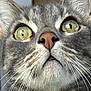 animal, cat, close_range, close_up, curious, cute, domestic_cat, face, feline, focus, fur, gray_tabby, green_eyes, indoor, looking_up, pet, pink_nose, portrait, whiskers, whiskers_detail
