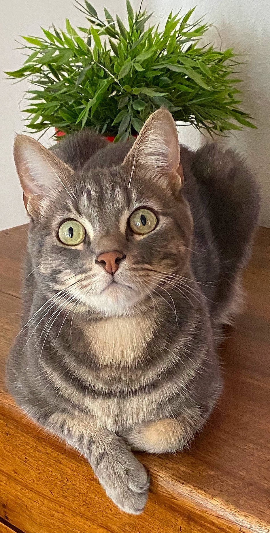 Marius a rejoint le concours — aidez-le/la à gagner de superbes lots ! carnivore, cat, domestic_short_haired_cat, felidae, flooring, fur, grass, hardwood, herb, houseplant, pet_supply, plant, small_to_medium_sized_cats, snout, terrestrial_animal, varnish, whiskers, wood, wood_flooring, wood_stain