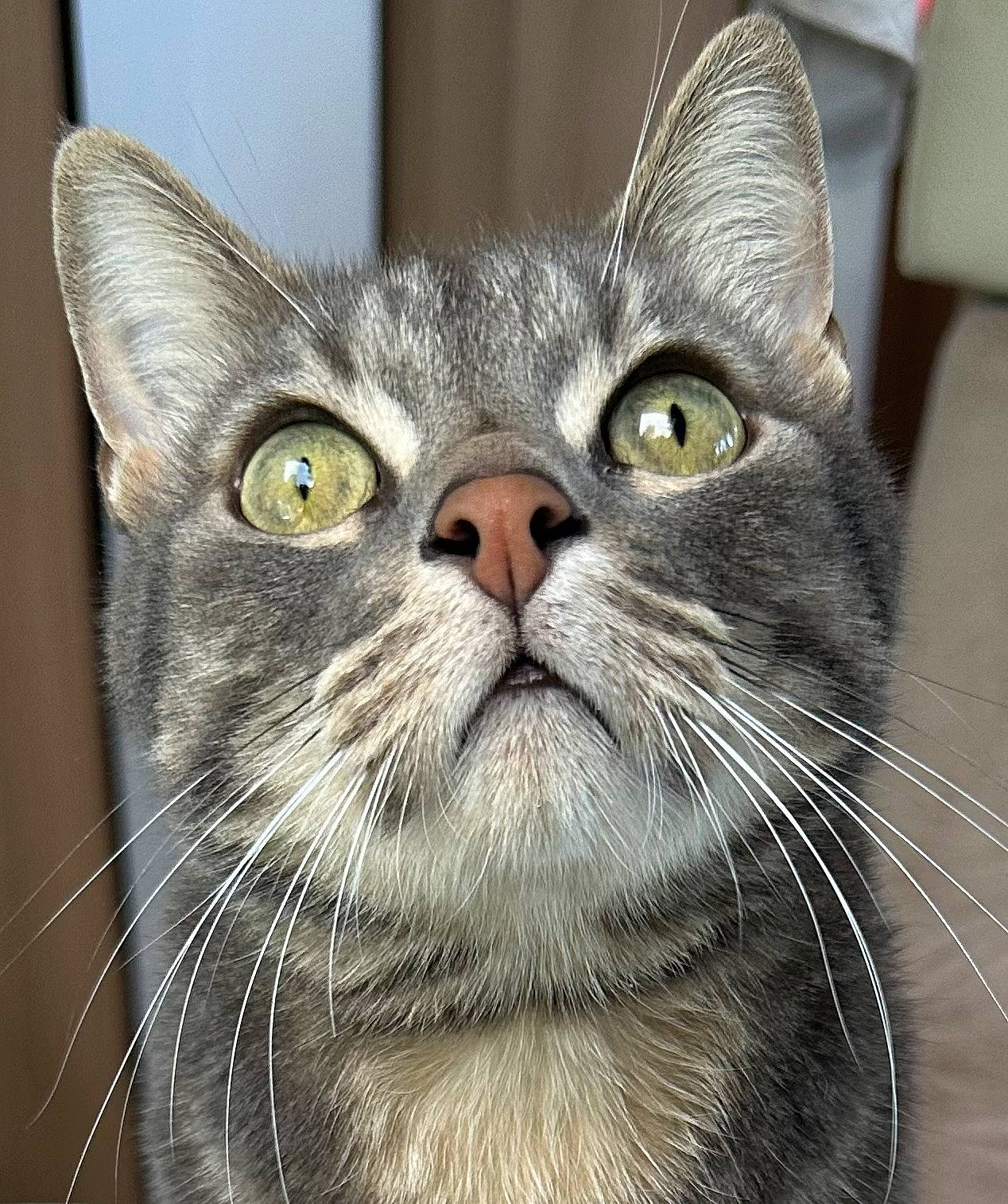 Marius participe au concours pour gagner de l'argent avec cette photo : carnivore, cat, domestic_short_haired_cat, felidae, fur, small_to_medium_sized_cats, snout, whiskers