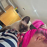 Sydney is registered to the contest to win money with this photo: animal, cabinet, casual, cat, curious, domestic, feline, hair, indoor, kitchen, light, person, pet, pink_hair, profile, scrunchie, shoulder, siamese_cat, striped_clothing, window