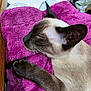 Sydney is registered to the contest to win money with this photo: animal, blanket, cat, close_up, comfort, cozy, ear, fur, indoor, nose, paw, peaceful, pet, purple, relaxation, resting, siamese_cat, sleeping, soft_texture, whiskers