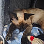 Sydney is registered to the contest to win money with this photo: animal, blue_blanket, cat, closeup, companion, cozy, cute, feline, food_bowl, fur, indoor, paws, pet, relaxed, resting, siamese, sleeping, soft_texture, toy_mouse, whiskers