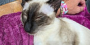 Sydney is registered to the contest to win money with this photo: animal, bracelets, cat, close_up, colorful_accessories, cozy, domestic_cat, fur, hand, indoor, mammal, pet, purple_blanket, relaxation, resting, siamese_cat, sleeping, tile_floor, whiskers, wooden_chair