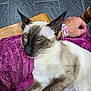 animal, bracelets, cat, close_up, colorful_accessories, cozy, domestic_cat, fur, hand, indoor, mammal, pet, purple_blanket, relaxation, resting, siamese_cat, sleeping, tile_floor, whiskers, wooden_chair