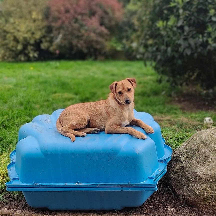 Austin participe au concours pour gagner de l'argent avec cette photo : animal, canine, dog, dogbed, grass, jar, nature, outdoors, park, pet, plant, planter, pottedplant, pottery, puppy, rock, summer, tree, vase, vegetation