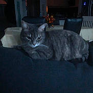 Marie Line Le Bras participe au concours pour gagner de l'argent avec cette photo : cat, tabby_cat, indoor, furniture, table, chair, fruit_basket, dim_lighting, pet, animal, domestic_animal, resting, cozy, home, living_room, dark, feline, striped, mammal, quiet