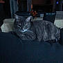 cat, tabby_cat, indoor, furniture, table, chair, fruit_basket, dim_lighting, pet, animal, domestic_animal, resting, cozy, home, living_room, dark, feline, striped, mammal, quiet