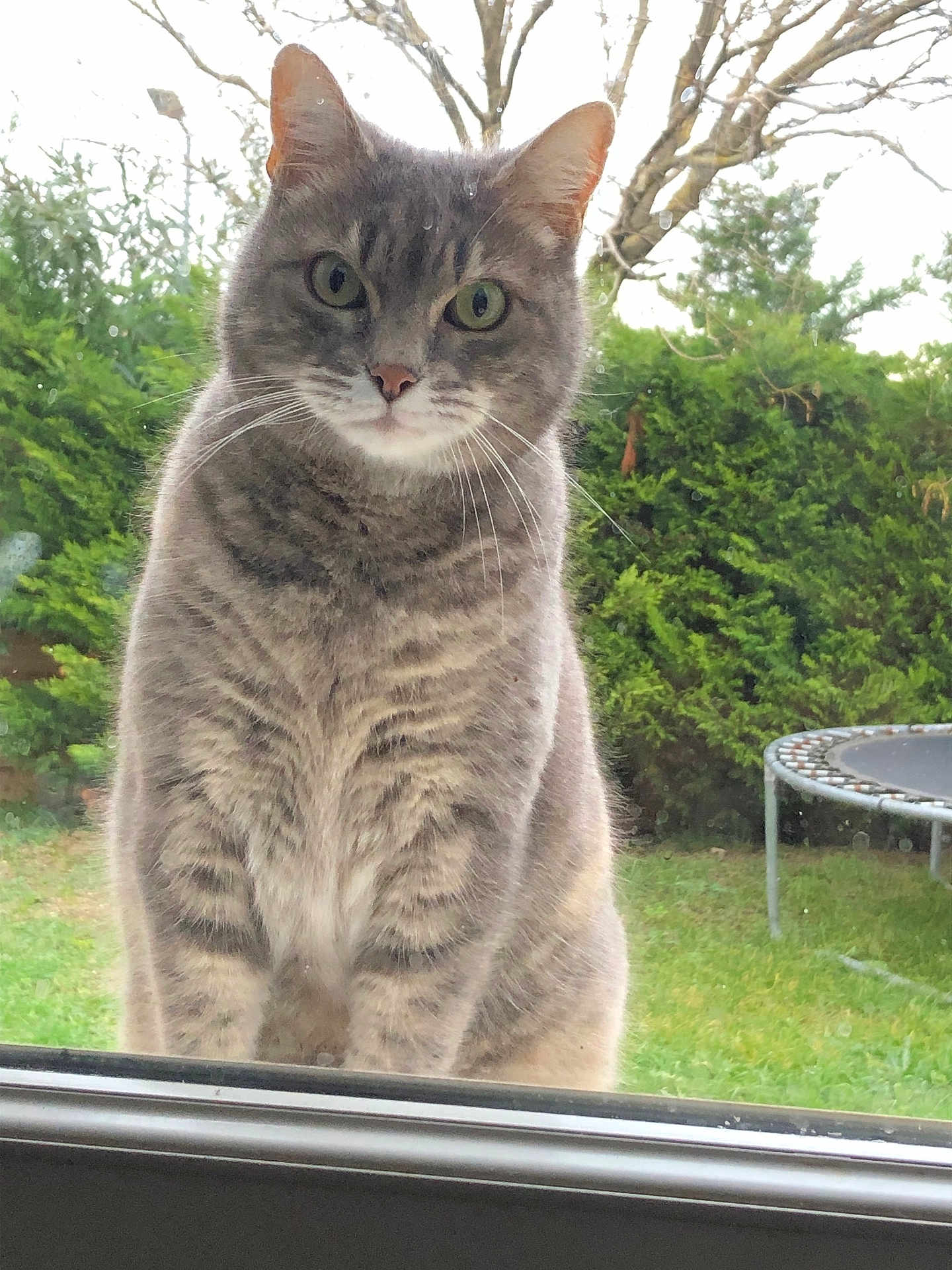 Marie Line Le Bras participe au concours pour gagner de l'argent avec cette photo : cat, tabby, gray_cat, green_eyes, whiskers, window, glass, outdoor, garden, grass, tree, bushes, trampoline, pet, animal, feline, curious, closeup, daytime, nature