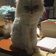 Blanche a rejoint le concours — aidez-le/la à gagner de superbes lots ! angora, animal, cat, computer, computerhardware, desk, electronics, face, furniture, hardware, head, kitten, monitor, pc, person, pet, photography, screen, table, text