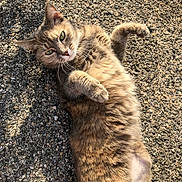 Bebe participe au concours pour gagner de l'argent avec cette photo : abyssinian, accessories, angora, animal, cat, city, gravel, kitten, manx, pebble, person, pet, road, rock, sleeping, soil, strap, street, tarmac, urban