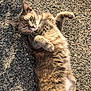 abyssinian, accessories, angora, animal, cat, city, gravel, kitten, manx, pebble, person, pet, road, rock, sleeping, soil, strap, street, tarmac, urban
