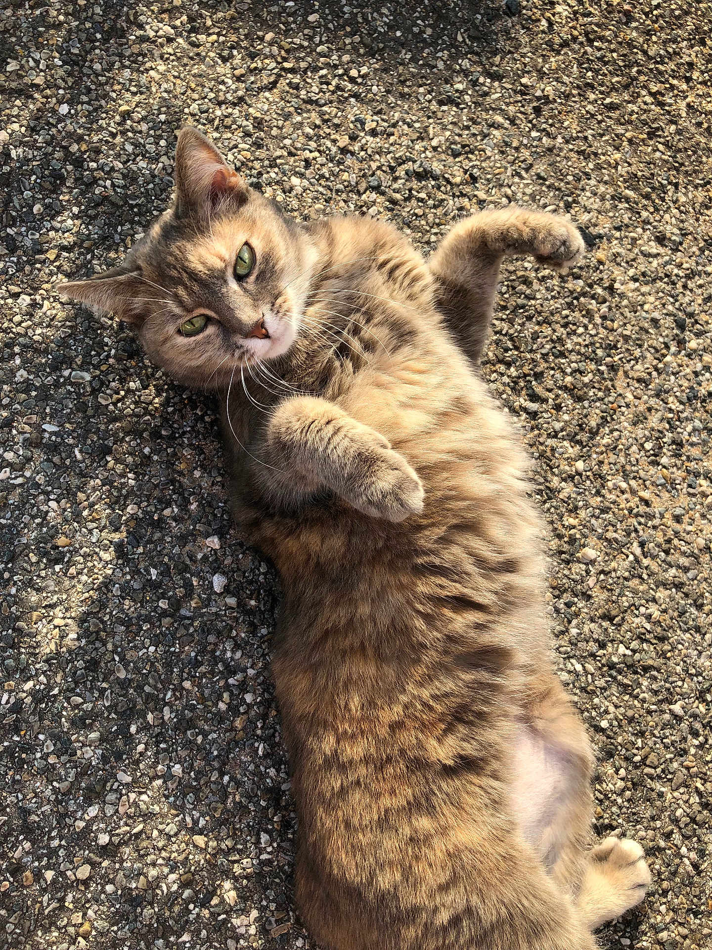 Bebe