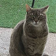Bebe a rejoint le concours — aidez-le/la à gagner de superbes lots ! animal, cat, curious, door, ears, eyes, face, fur, grass, green, looking, mammal, outdoor, pavement, pet, sitting, tabby, tail, whiskers, window