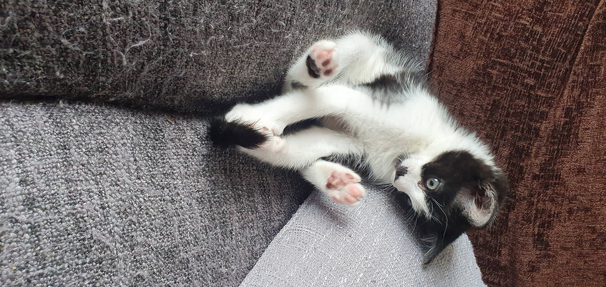 Chi-chi is registered to the contest to win money with this photo: canidae, carnivore, cat, claw, comfort, domestic_short_haired_cat, felidae, flooring, foot, fur, grey, nap, paw, sleep, small_to_medium_sized_cats, snout, tail, terrestrial_animal, whiskers