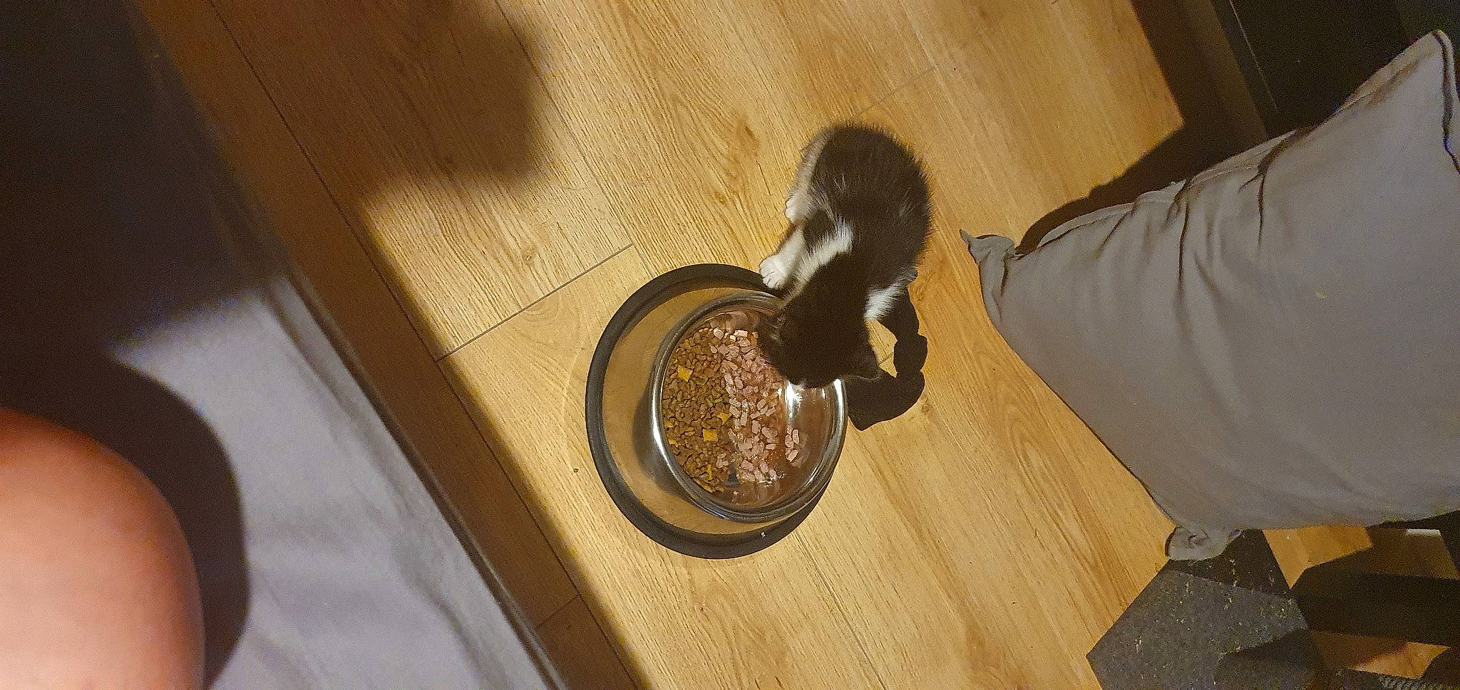 Chi-chi joined the competition — help win amazing prizes! carnivore, cat_supply, circle, cuisine, dog_food, drink, felidae, flooring, food, hardwood, ingredient, kitchen_utensil, metal, serveware, small_animal_food, tableware, tail, varnish, wood, wood_stain