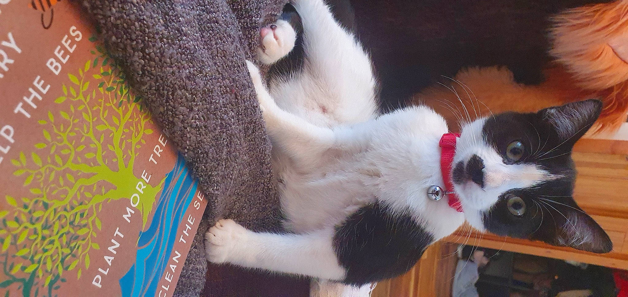 Chi-chi is registered to the contest to win money with this photo: carnivore, cat, cat_supply, claw, collar, comfort, companion_dog, dog_breed, domestic_short_haired_cat, felidae, fur, paw, plant, small_to_medium_sized_cats, tail, terrestrial_animal, vertebrate, whiskers