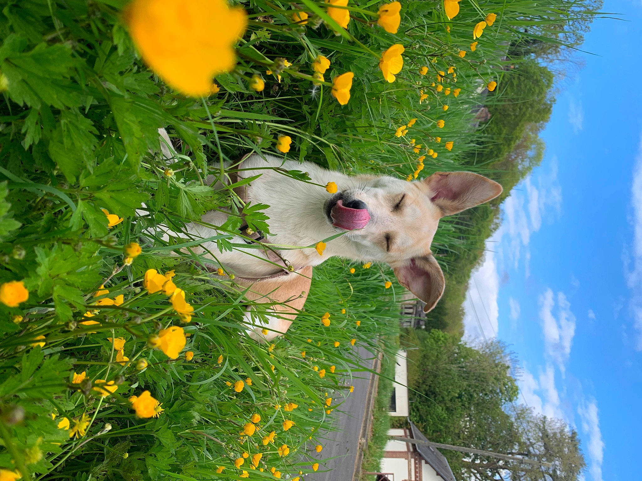 Nalia participe au concours pour gagner de l'argent avec cette photo : biome, botany, carnivore, cloud, dog, fawn, flower, flowering_plant, grass, green, leaf, nature, petal, plant, sky, summer, tree, vegetation, water, yellow