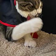 Jersi joined the competition — help win amazing prizes! cat, tabby, white_fur, pet, animal, grooming, licking, paw, front_paws, sitting, sleepy, cute, indoor, blanket, soft_texture, red_trim, dark_clothing, closeup, portrait, cozy