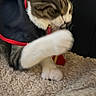 cat, tabby, white_fur, pet, animal, grooming, licking, paw, front_paws, sitting, sleepy, cute, indoor, blanket, soft_texture, red_trim, dark_clothing, closeup, portrait, cozy