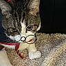 Jersi is registered to the contest to win money with this photo: cat, tabby_cat, pet, animal, glasses, bow_tie, costume, portrait, close_up, indoors, blanket, lying_down, white_paws, whiskers, ears, eyes, funny, adorable, cozy, photography