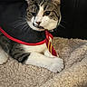 cat, tabby_cat, pet, animal, portrait, close_up, costume, cape, tie, collar, whiskers, ears, eyes, white_paws, striped_fur, sitting, lying_down, blanket, indoor, funny