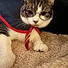 Jersi is registered to the contest to win money with this photo: cat, tabby_cat, white_cat, pet, animal, glasses, tie, costume, dressed_up, close_up, portrait, whiskers, ears, eyes, nose, paws, blanket, indoors, cozy, funny