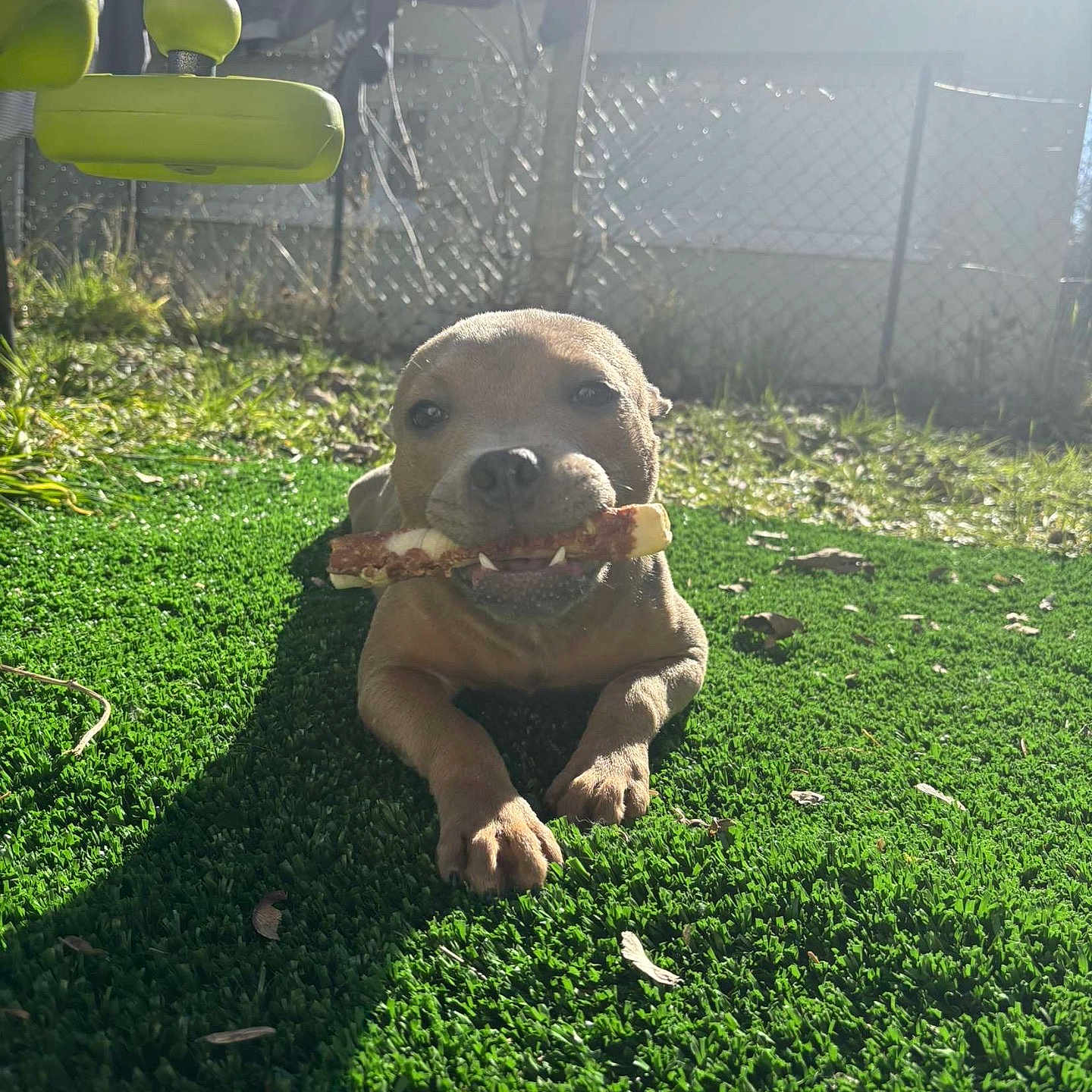 Laika Derivaux participe au concours pour gagner de l'argent avec cette photo : animal, backyard, ball, canine, dog, face, grass, head, lawn, nature, outdoors, person, pet, plant, puppy, sport, summer, tennis, tennisball, yard