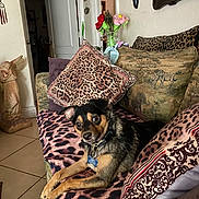 Gizmo is registered to the contest to win money with this photo: dog, pet, leopard_print, blanket, pillow, couch, indoor, living_room, statue, flower_vase, decor, animal_print, tile_floor, collar, tag, relaxed, fur, ears, eyes, comfort
