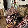 dog, pet, leopard_print, blanket, pillow, couch, indoor, living_room, statue, flower_vase, decor, animal_print, tile_floor, collar, tag, relaxed, fur, ears, eyes, comfort