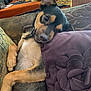 Gizmo joined the competition — help win amazing prizes! dog, pet, couch, pillow, purple, flower, living_room, relaxed, cute, playful, fur, animal, domestic_animal, ear, snout, lying_down, comfort, home, indoor, closeup