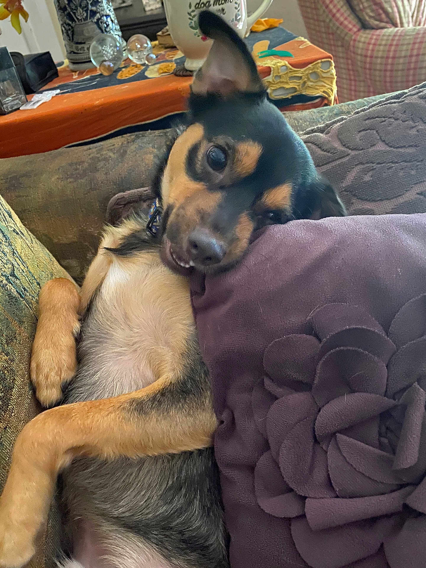 Gizmo