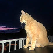 Satanette participe au concours pour gagner de l'argent avec cette photo : animal, balcony, cat, clouds, dark_sky, feline, flash, fur, glowing_eyes, mysterious, night, orange_cat, outdoor, pet, railing, silhouette, sitting, table, twilight, whiskers