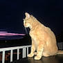 animal, balcony, cat, clouds, dark_sky, feline, flash, fur, glowing_eyes, mysterious, night, orange_cat, outdoor, pet, railing, silhouette, sitting, table, twilight, whiskers